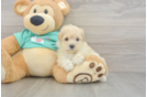 Smart Maltipoo Poodle Mix Pup