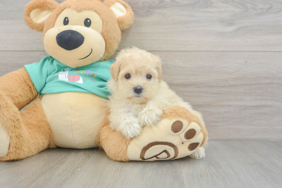 Smart Maltipoo Poodle Mix Pup