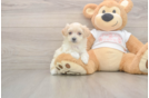 Maltipoo Pup Being Cute
