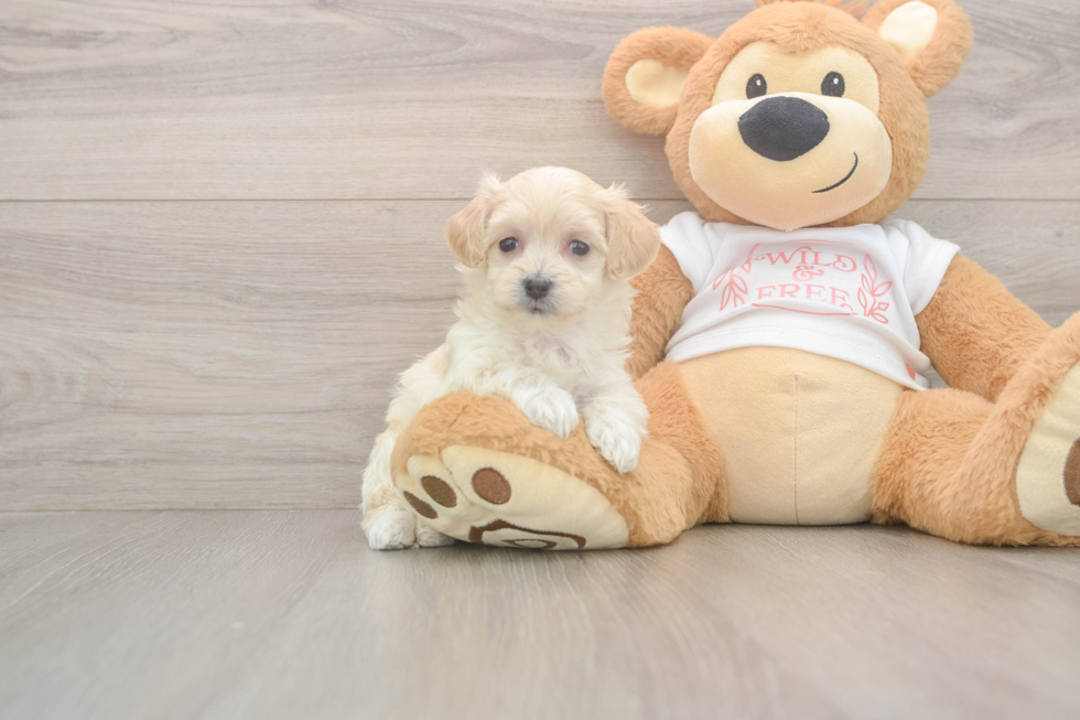 Maltipoo Pup Being Cute