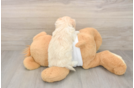 Smart Maltipoo Poodle Mix Pup