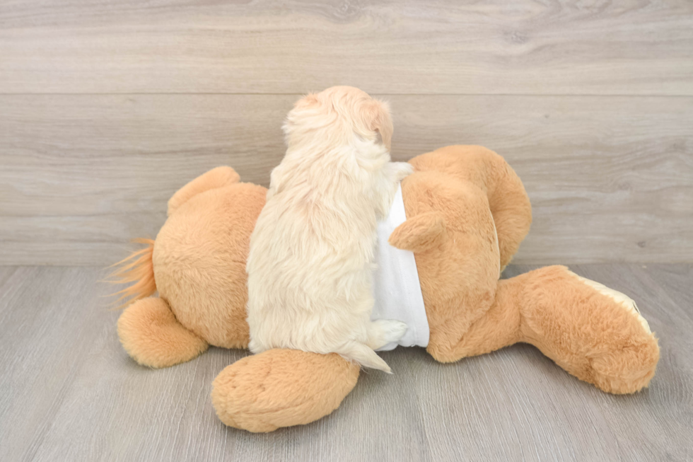 Smart Maltipoo Poodle Mix Pup