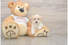 Maltipoo Puppy for Adoption