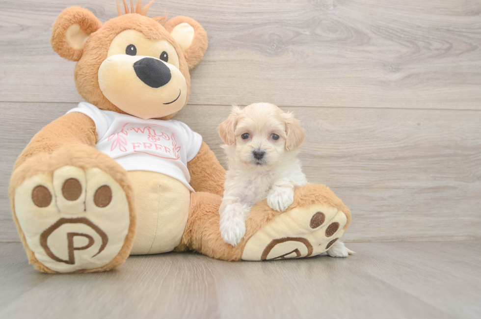 5 week old Maltipoo Puppy For Sale - Premier Pups