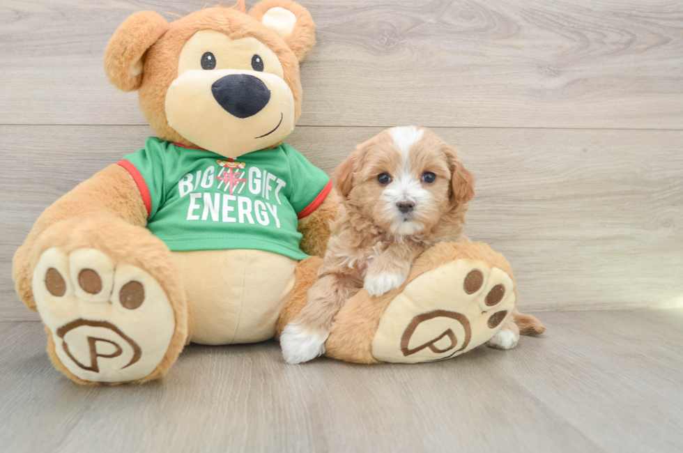 5 week old Maltipoo Puppy For Sale - Premier Pups