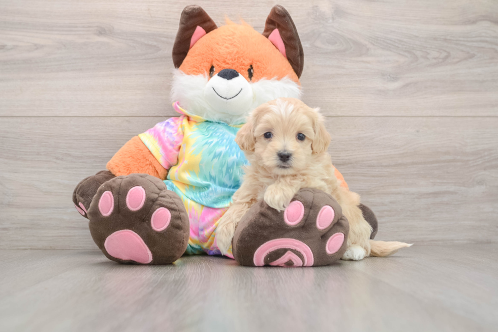 Maltipoo Pup Being Cute