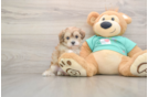 Maltipoo Puppy for Adoption