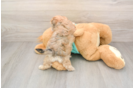 Energetic Multipoo Poodle Mix Puppy
