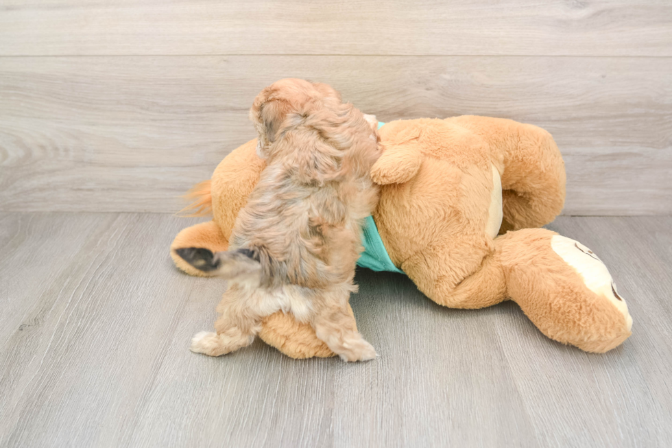 Energetic Multipoo Poodle Mix Puppy
