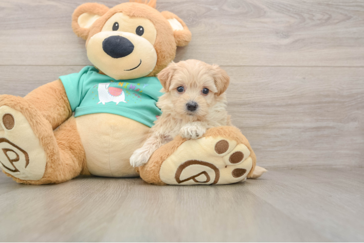 Adorable Maltepoo Poodle Mix Puppy