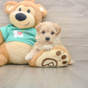Adorable Maltepoo Poodle Mix Puppy