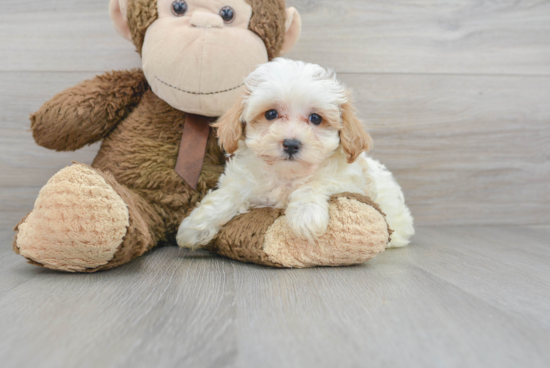 Maltipoo Puppy for Adoption