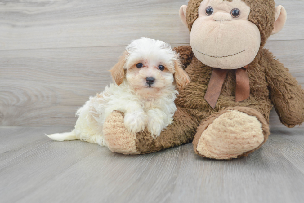 Maltipoo Pup Being Cute