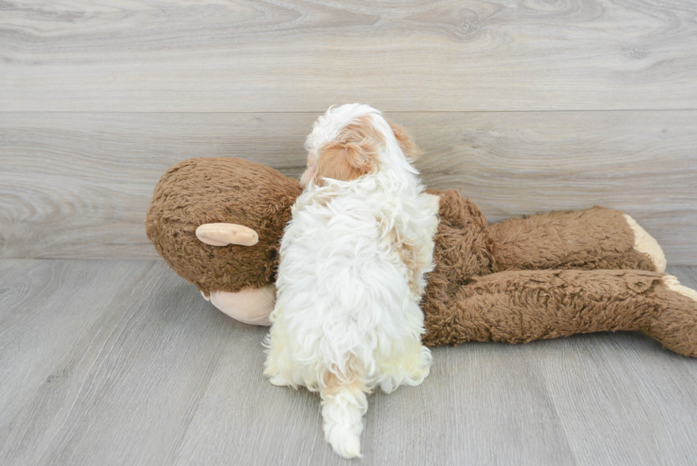 Maltipoo Pup Being Cute