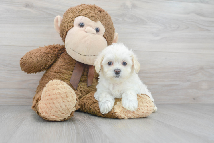 Maltipoo Puppy for Adoption