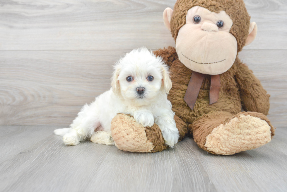 Maltipoo Puppy for Adoption