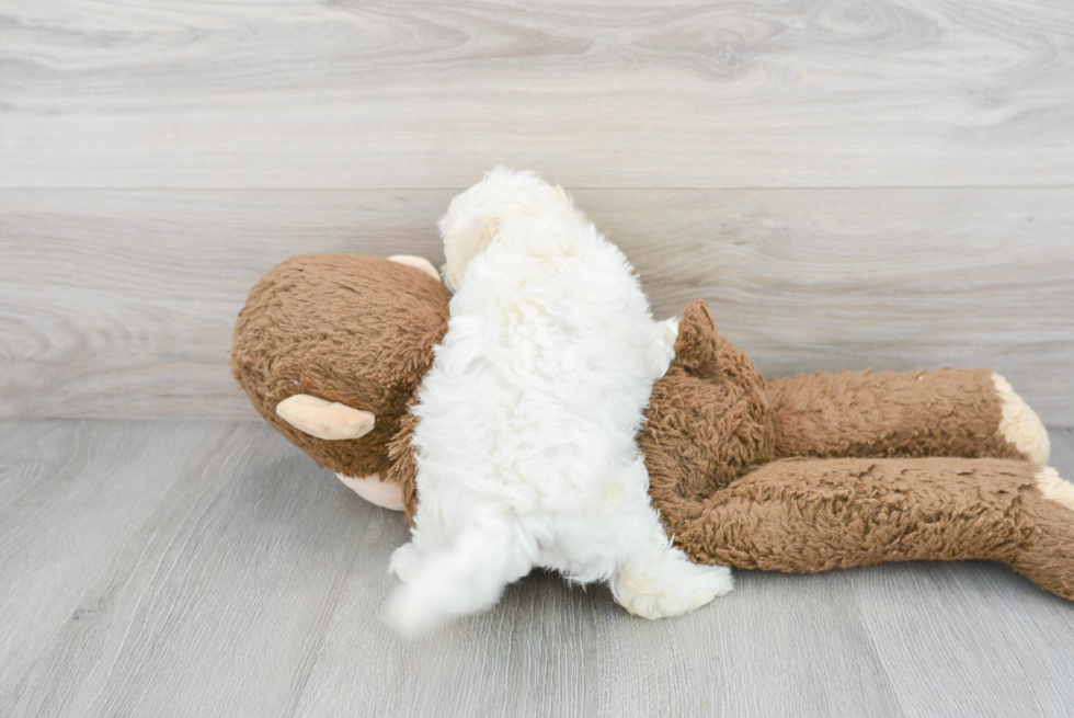 Playful Maltepoo Poodle Mix Puppy