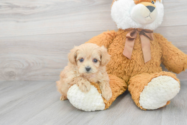 Maltipoo Puppy for Adoption