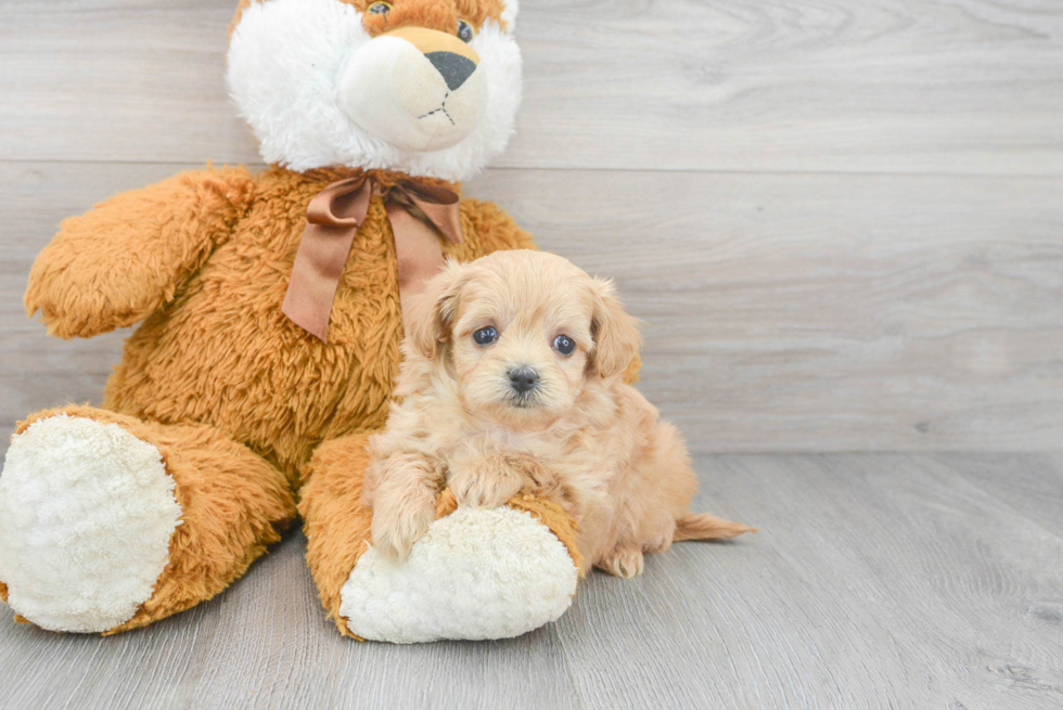 Maltipoo Pup Being Cute