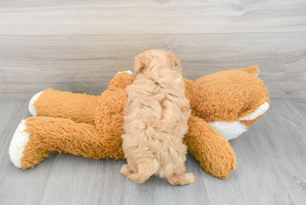 Smart Maltipoo Poodle Mix Pup