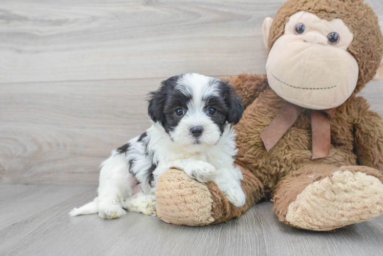 Maltipoo Pup Being Cute