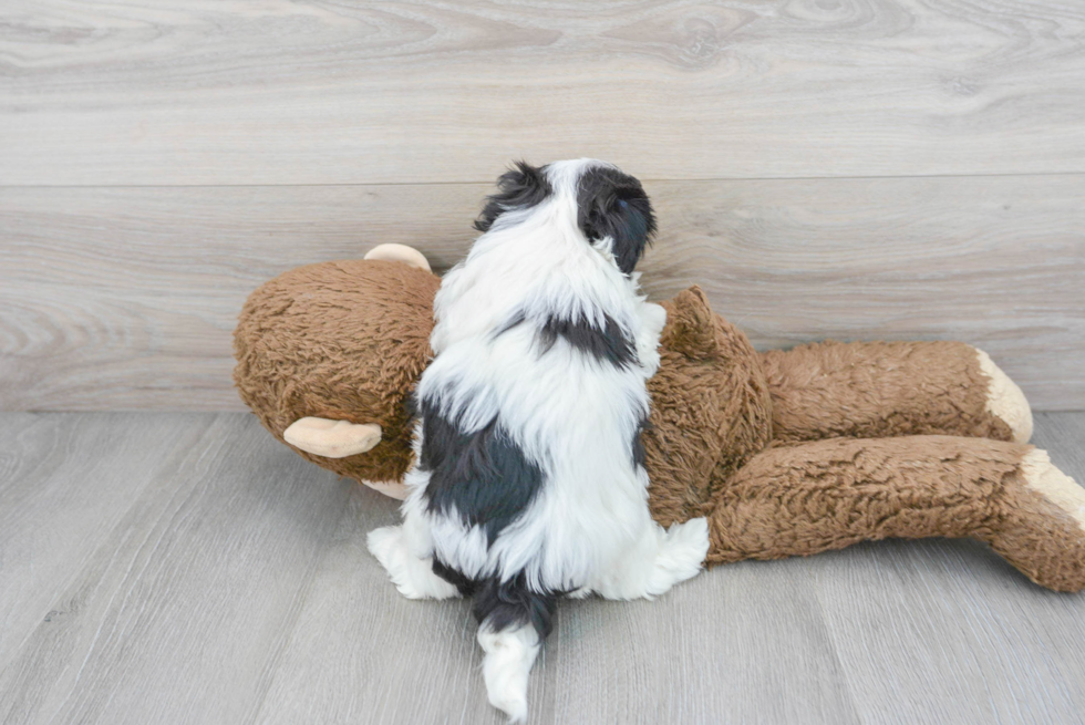 Best Maltipoo Baby