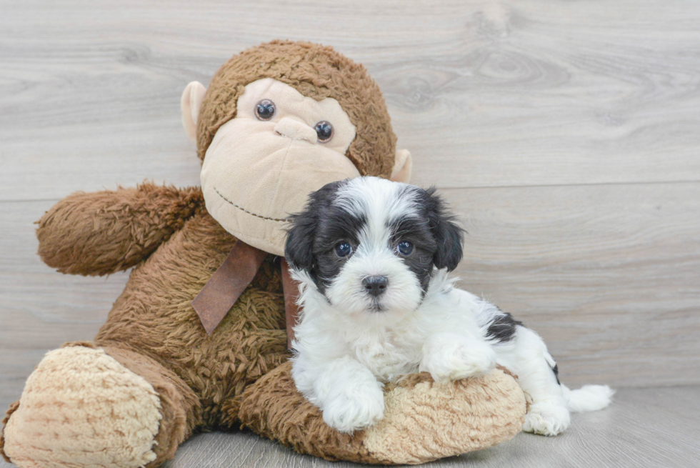 Popular Maltipoo Poodle Mix Pup