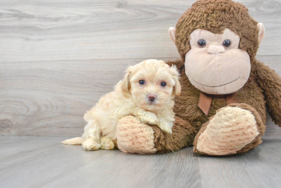 Playful Maltese Poodle Poodle Mix Puppy