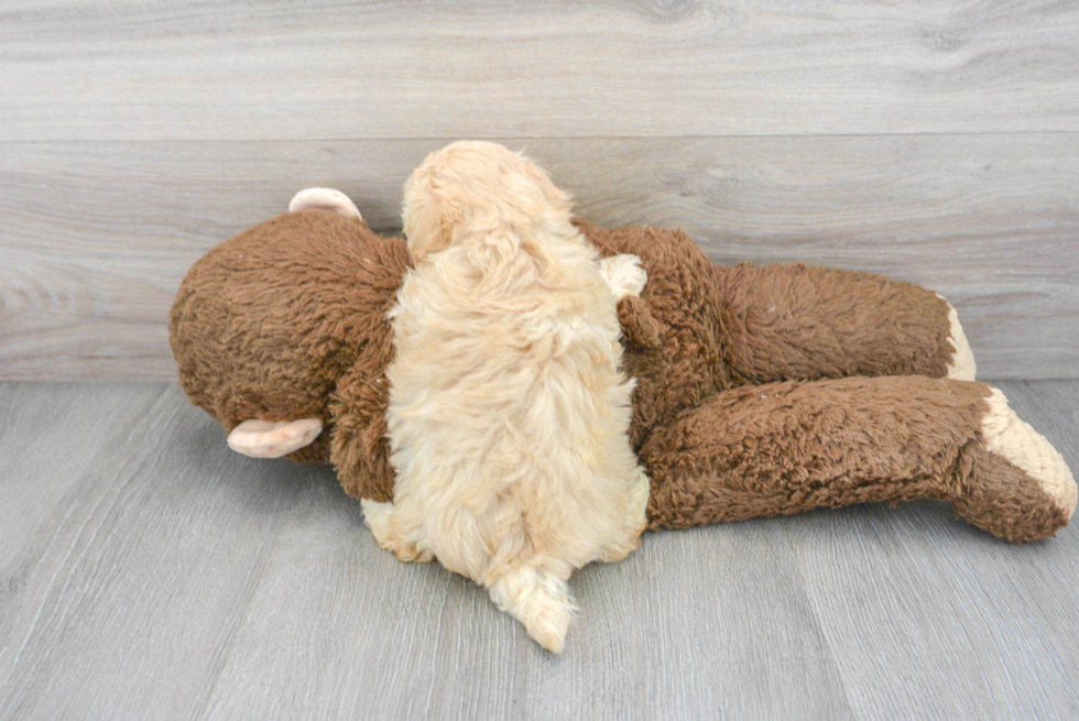 Maltipoo Puppy for Adoption