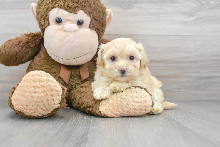 Happy Maltipoo Baby