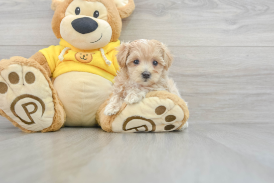 Maltipoo Puppy for Adoption