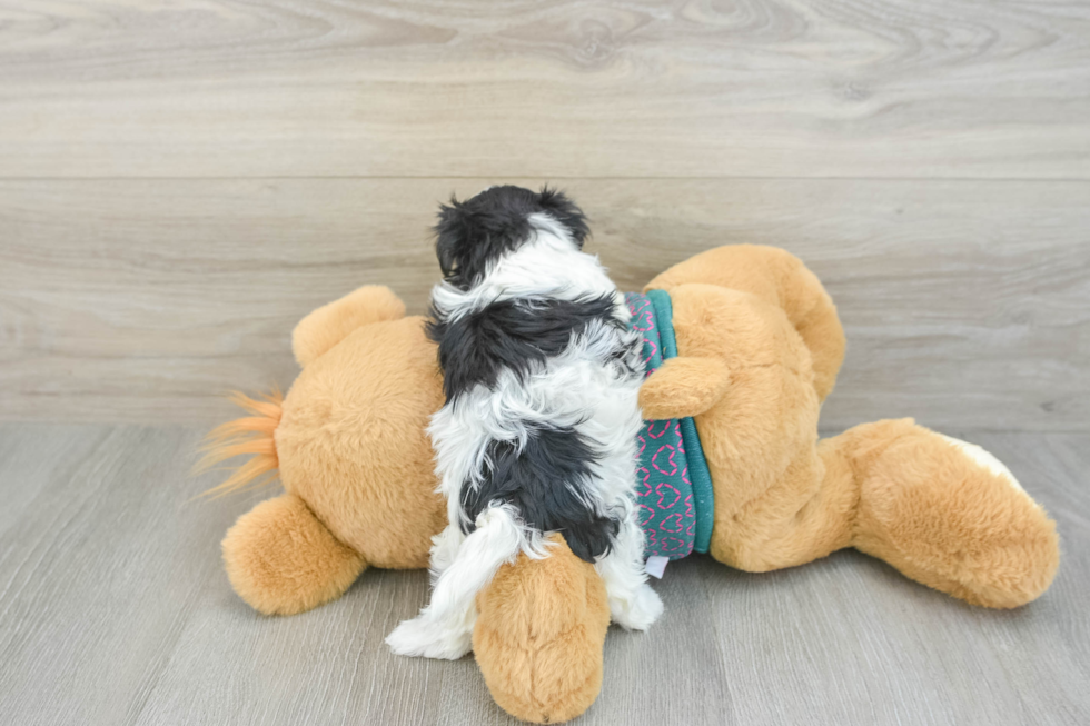 Sweet Maltipoo Baby