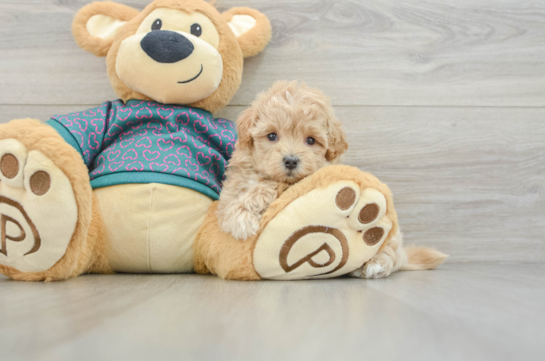 Cute Maltipoo Baby