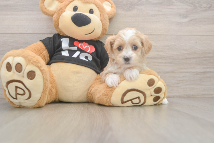 Cute Maltipoo Baby