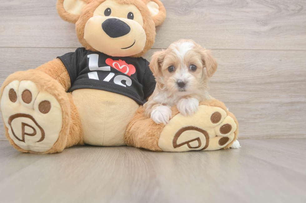 5 week old Maltipoo Puppy For Sale - Premier Pups