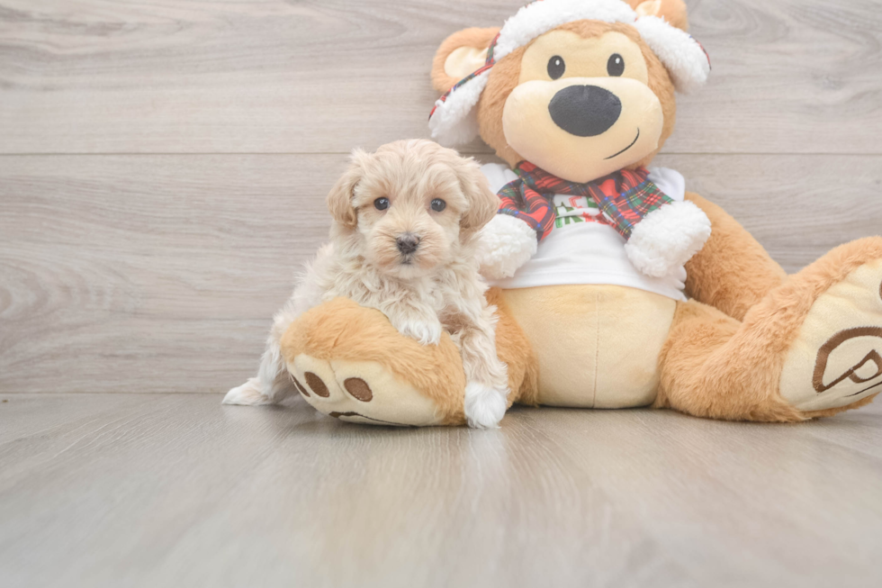 Best Maltipoo Baby
