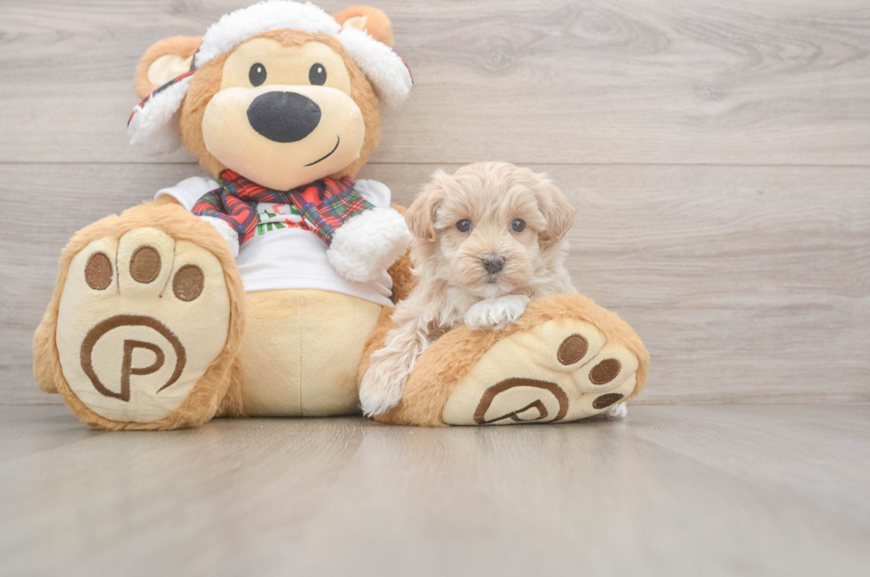 5 week old Maltipoo Puppy For Sale - Premier Pups