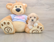8 week old Maltipoo Puppy For Sale - Premier Pups