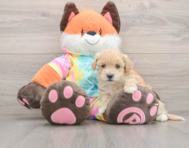 8 week old Maltipoo Puppy For Sale - Premier Pups