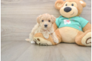 Best Maltipoo Baby