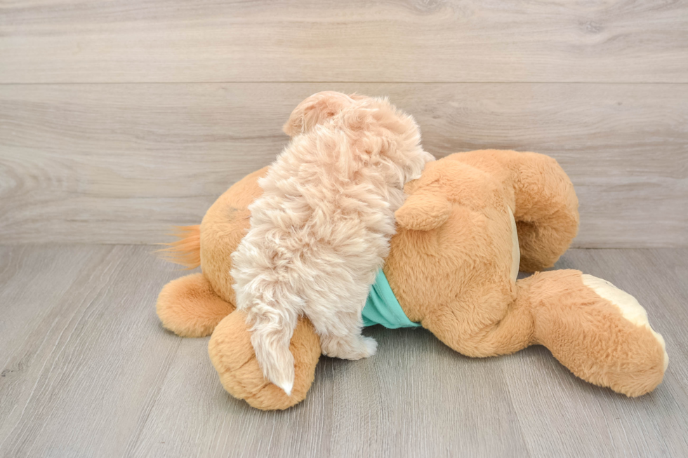 Fluffy Maltipoo Poodle Mix Pup