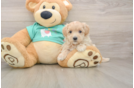 Petite Maltipoo Poodle Mix Pup