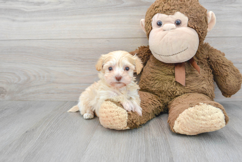 Cute Maltipoo Baby