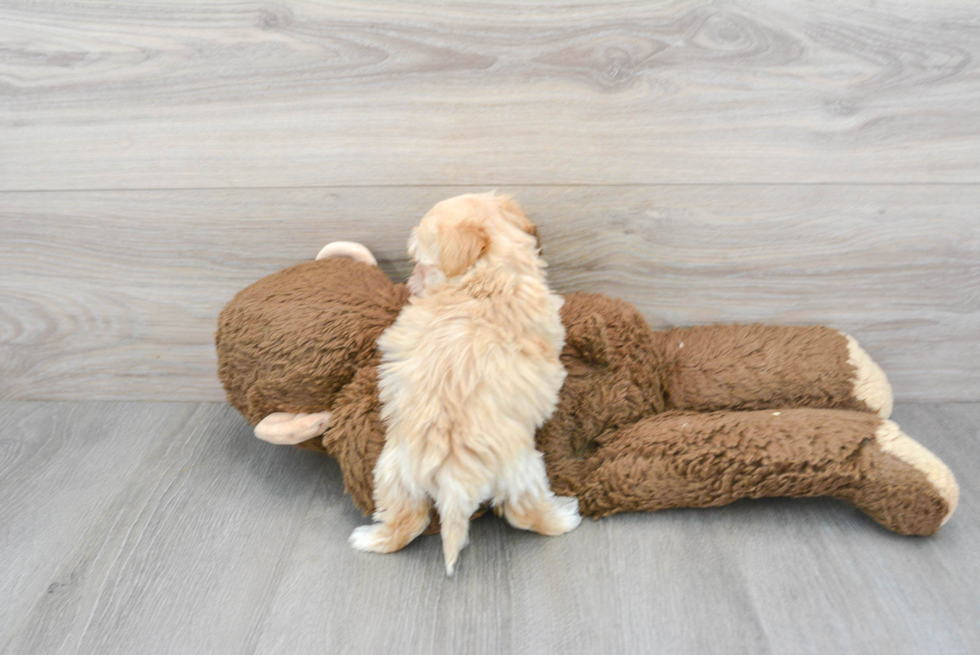Maltipoo Pup Being Cute