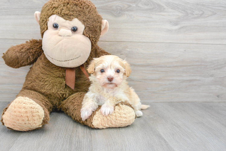 Friendly Maltipoo Baby