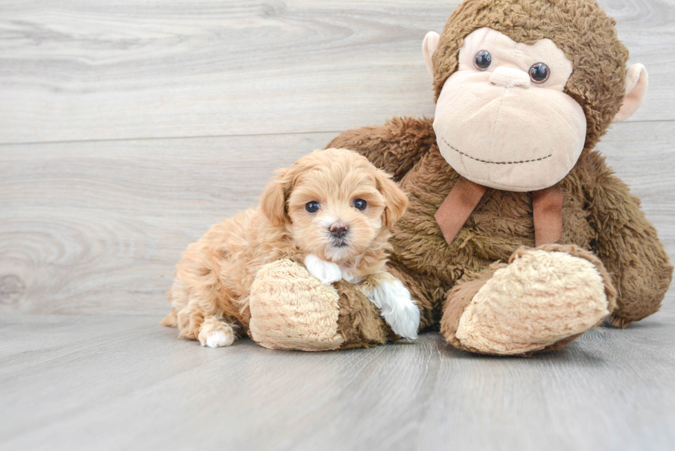 Friendly Maltipoo Baby