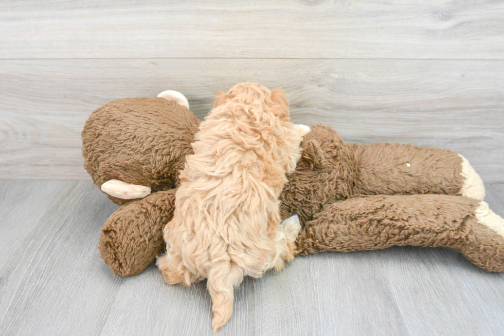 Fluffy Maltipoo Poodle Mix Pup