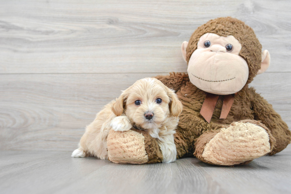 Hypoallergenic Maltepoo Poodle Mix Puppy