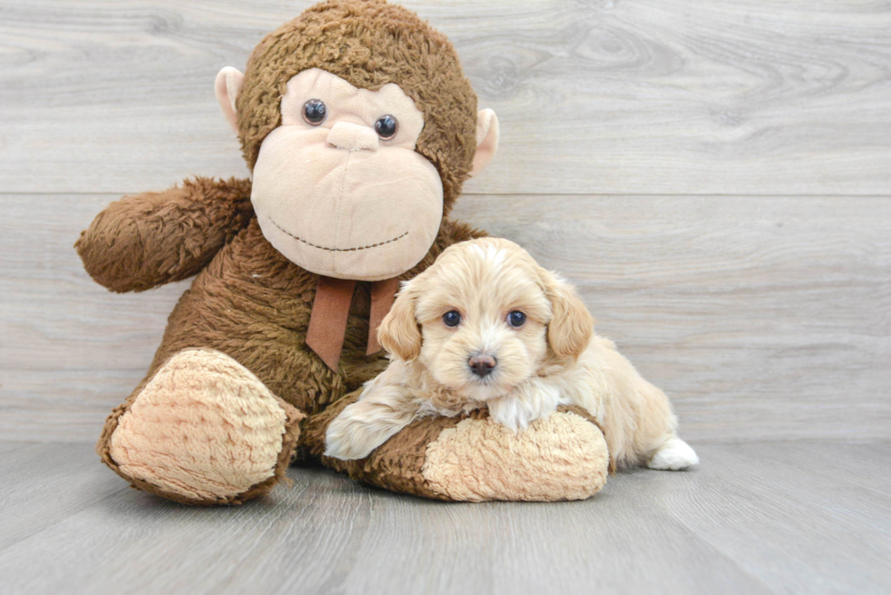 Friendly Maltipoo Baby