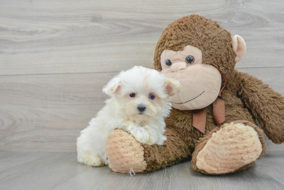 Energetic Maltepoo Poodle Mix Puppy